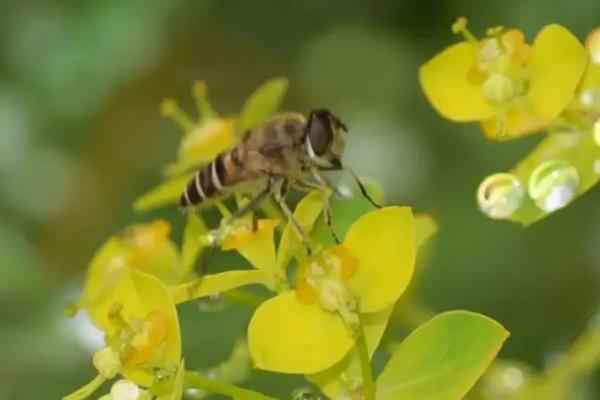 隧蜂的繁殖规律，隧蜂是不是黄蜂