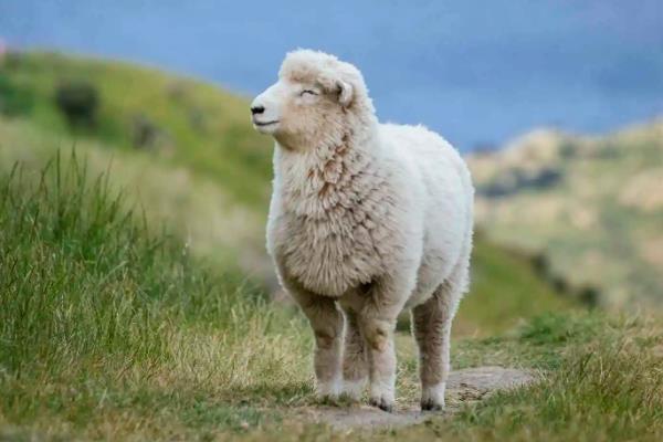 绵羊为什么要讨厌剪毛，和山羊有什么区别