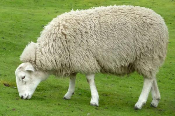 绵羊为什么要讨厌剪毛，和山羊有什么区别