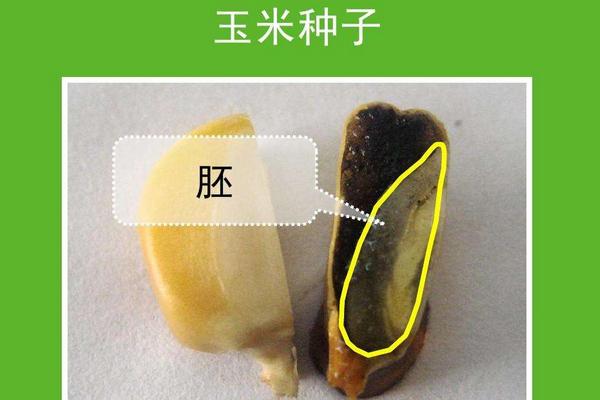 玉米种子发芽的最低温度是多少度，玉米种子的胚包括哪几个部分