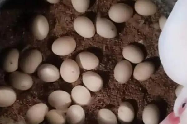 母鸡孵鸭蛋的注意事项，孵蛋需要多长时间