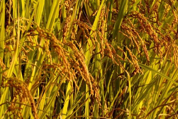 水稻淹水期不宜施哪种氮肥，水稻淹水期后烂根的原因