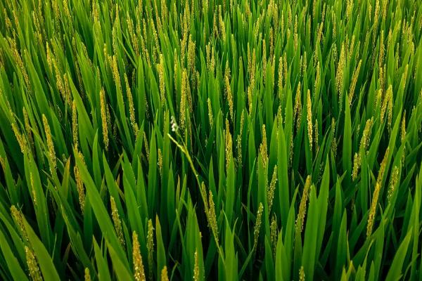 水稻淹水期不宜施哪种氮肥，水稻淹水期后烂根的原因