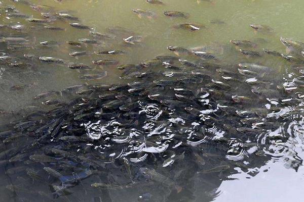 黑鱼产卵几月份，黑鱼一般活动在什么水层