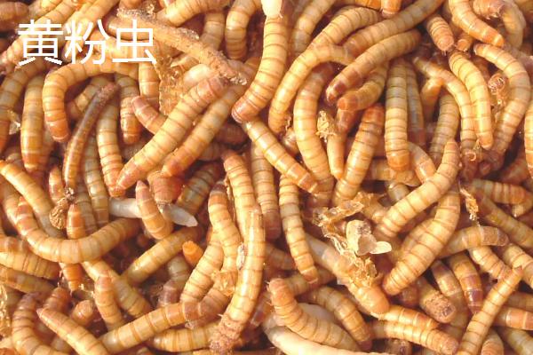 蛋白虫养殖全过程，蛋白虫和黄粉虫的区别