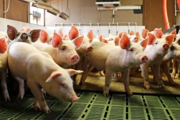 纯粮食猪和饲料猪区别，附养猪的注意事项