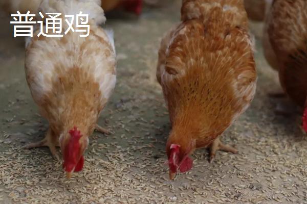 文昌鸡是什么鸡，与普通鸡有什么区别