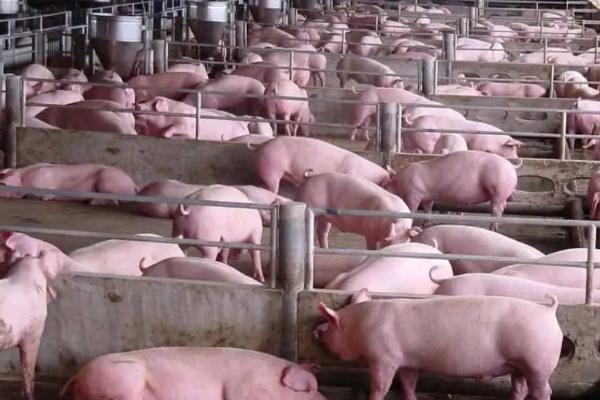 育肥猪的饲料配方怎么配，育肥猪一天吃多少饲料