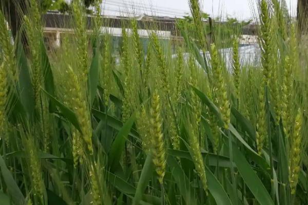 冬小麦是秋种夏收吗，冬小麦适合哪些地区种植