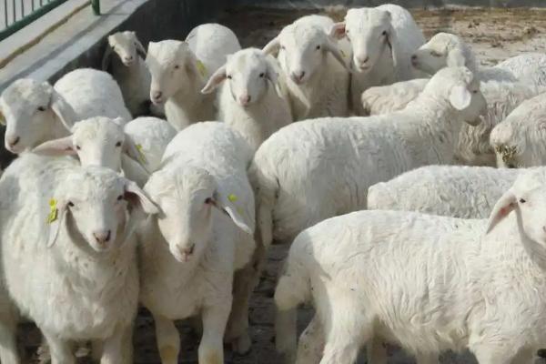 小羊吃什么饲料长得快大，饲料羊和吃草羊肉的区别