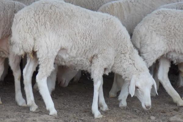 小羊吃什么饲料长得快大，饲料羊和吃草羊肉的区别