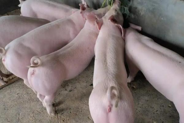 一头母猪的寿命是多少年，二元母猪怎么分辨