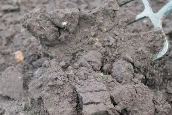 什么用来改良酸性土壤，酸性土壤适合种植什么植物