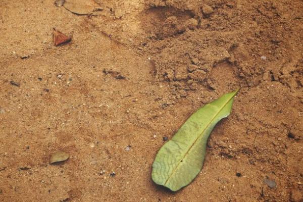 什么用来改良酸性土壤，酸性土壤适合种植什么植物