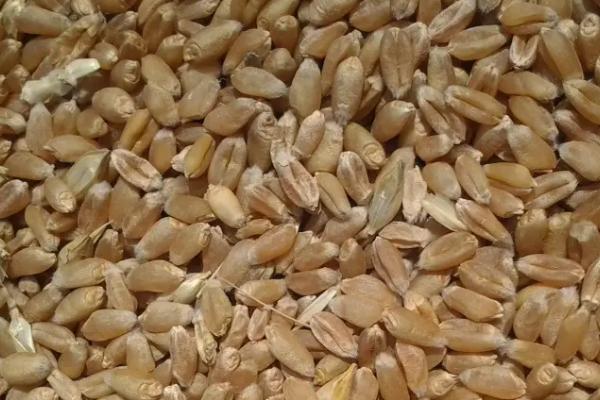 国标三等小麦标准，小麦等级标准怎么区分