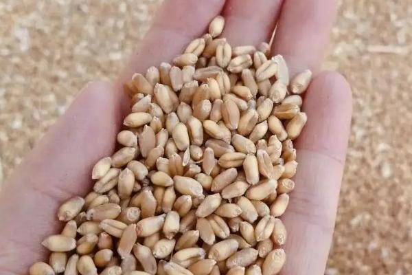 国标三等小麦标准，小麦等级标准怎么区分