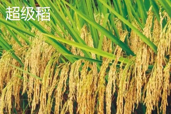 超级稻主要指什么，和普通稻谷有什么区别