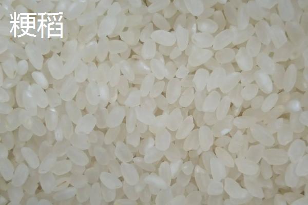 粳稻和籼稻的区别，粳稻主要产自我国哪些地区
