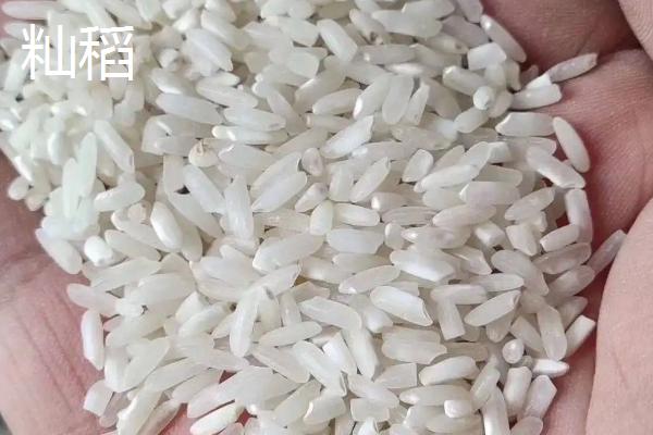 粳稻和籼稻的区别，粳稻主要产自我国哪些地区