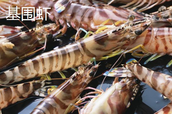 罗氏虾养殖条件和方法