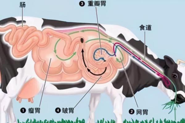 牛有四个胃分别是什么，什么才是真正的胃，吃食时具有什么现象