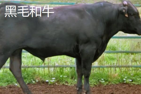 黑毛和牛和神户牛区别