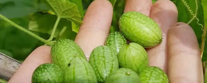 拇指西瓜适合中国哪里种植，拇指西瓜产地在哪里