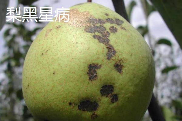 梨树全年病虫害防治最佳配方，附病虫害症状
