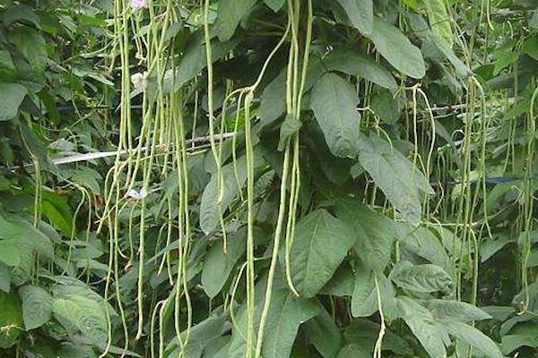 种豆可以肥田是因为豆科植物根上的根瘤菌具有什么能力，豆科植物有哪些