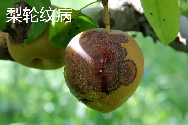 梨树全年病虫害防治最佳配方，附病虫害症状