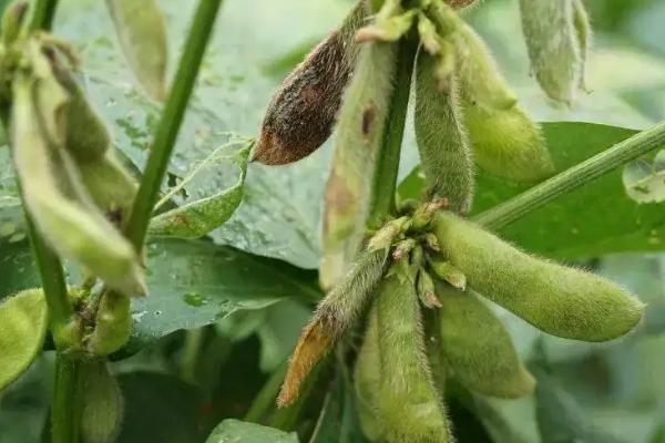 种豆可以肥田是因为豆科植物根上的根瘤菌具有什么能力，豆科植物有哪些