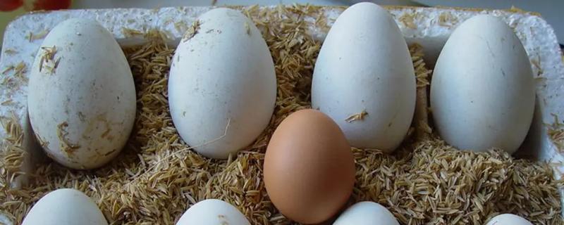 鹅蛋孵化过程注意事项，鸡可以孵鹅蛋吗