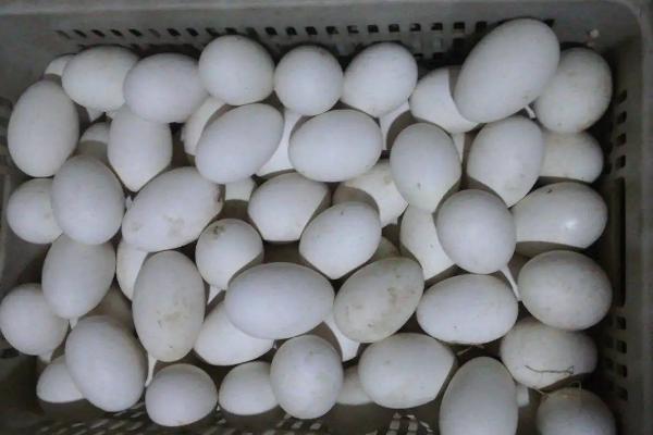 鹅蛋孵化过程注意事项，鸡可以孵鹅蛋吗