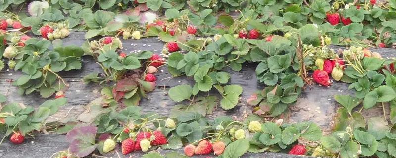 草莓的种植方法