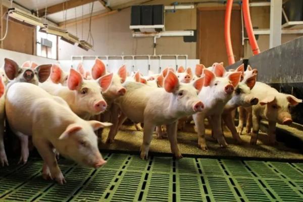 猪怎样喂养才能长得快，喂饲料的猪和粮食猪的区别