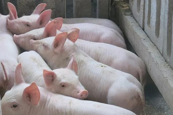 猪怎样喂养才能长得快，喂饲料的猪和粮食猪的区别