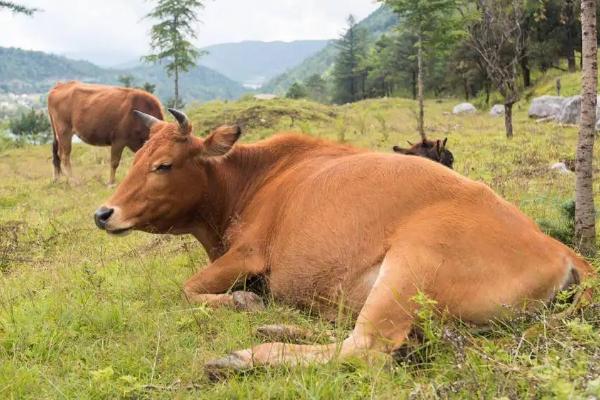 牛的简单介绍，牛的四个胃分别叫什么，真胃是哪个胃