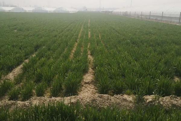 异丙隆小麦拔节后能用吗，异丙隆能防治小麦田的哪些杂草