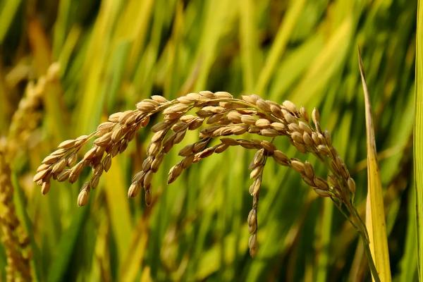 粳稻主要产自我国哪个地区，和籼稻的区别