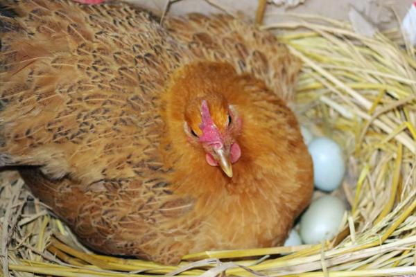 一只母鸡一年抱几次窝，母鸡为什么会抱窝