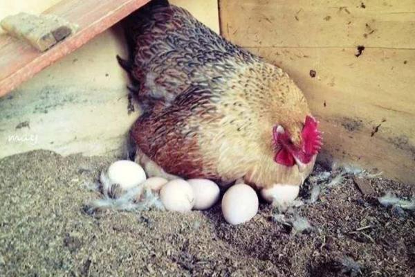 一只母鸡一年抱几次窝，母鸡为什么会抱窝