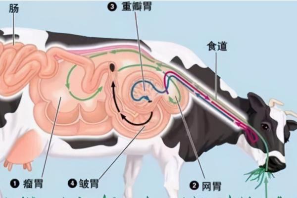 牛有四个胃有什么现象，四个胃分别是什么，哪个才是真正的胃