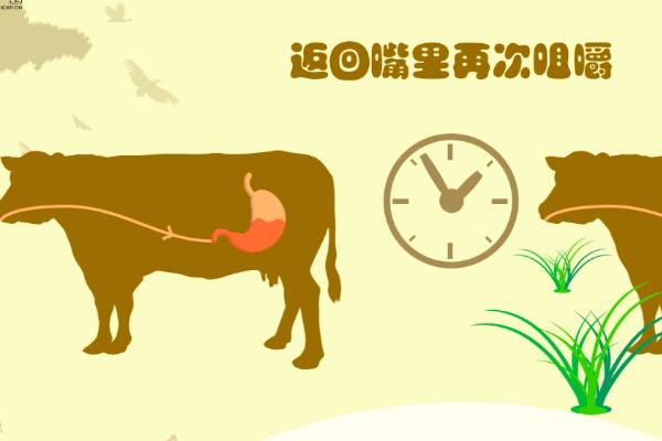 牛的胃卡通画图片