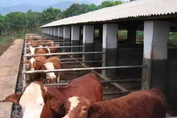 农村养牛的方法和技术，养牛大棚如何搭建