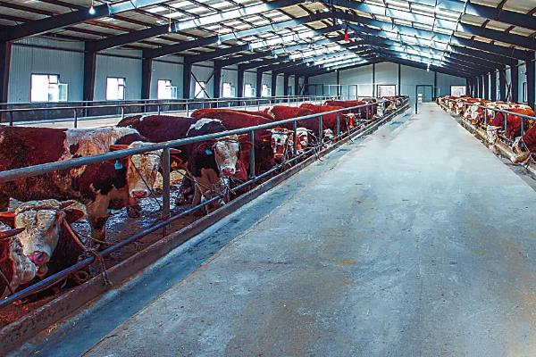 农村养牛的方法和技术，养牛大棚如何搭建
