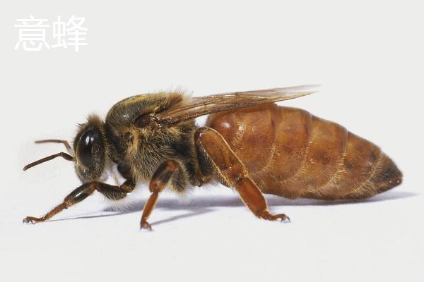 意蜂不断子治螨方法，意蜂和中锋有什么区别