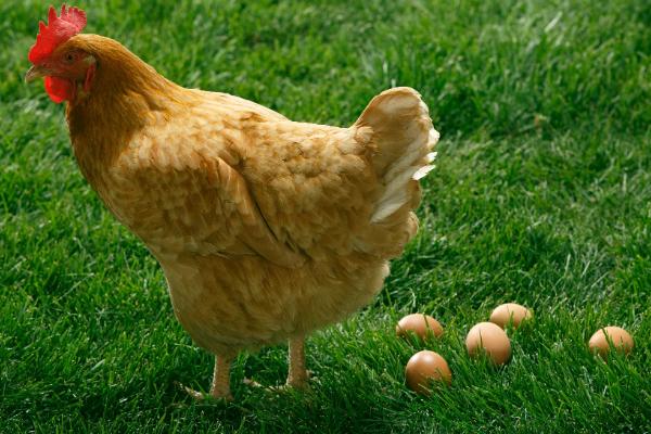 母鸡下一个蛋需几分钟，母鸡每天都会下蛋吗