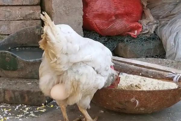 母鸡下一个蛋需几分钟，母鸡每天都会下蛋吗
