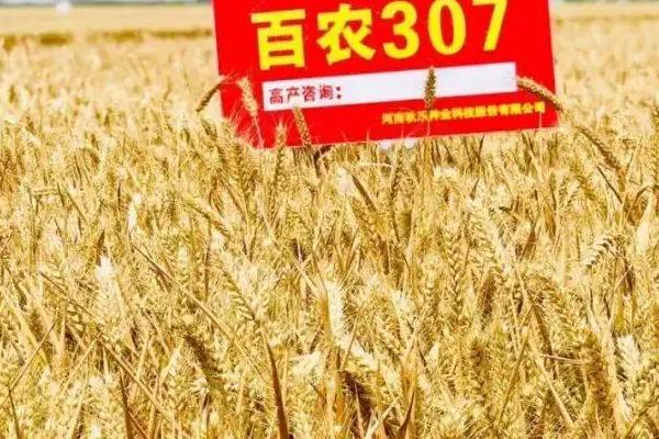 百农307与207小麦的区别，307小麦是优质麦吗