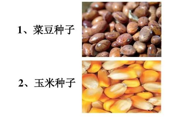 菜豆种子和玉米种子的相同点和不同点，菜豆种子是单子叶还是双子叶
